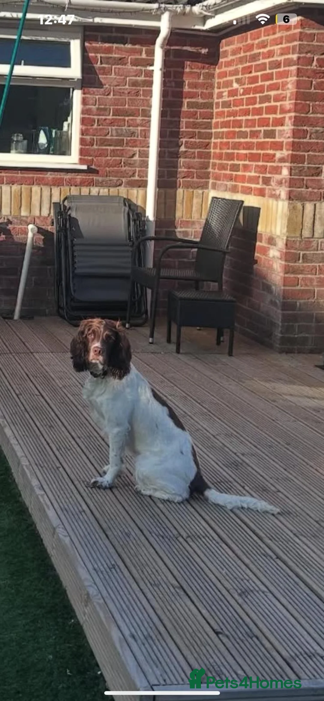 English Springer Spaniel dogs for sale: Pure springer puppies - Advert 11