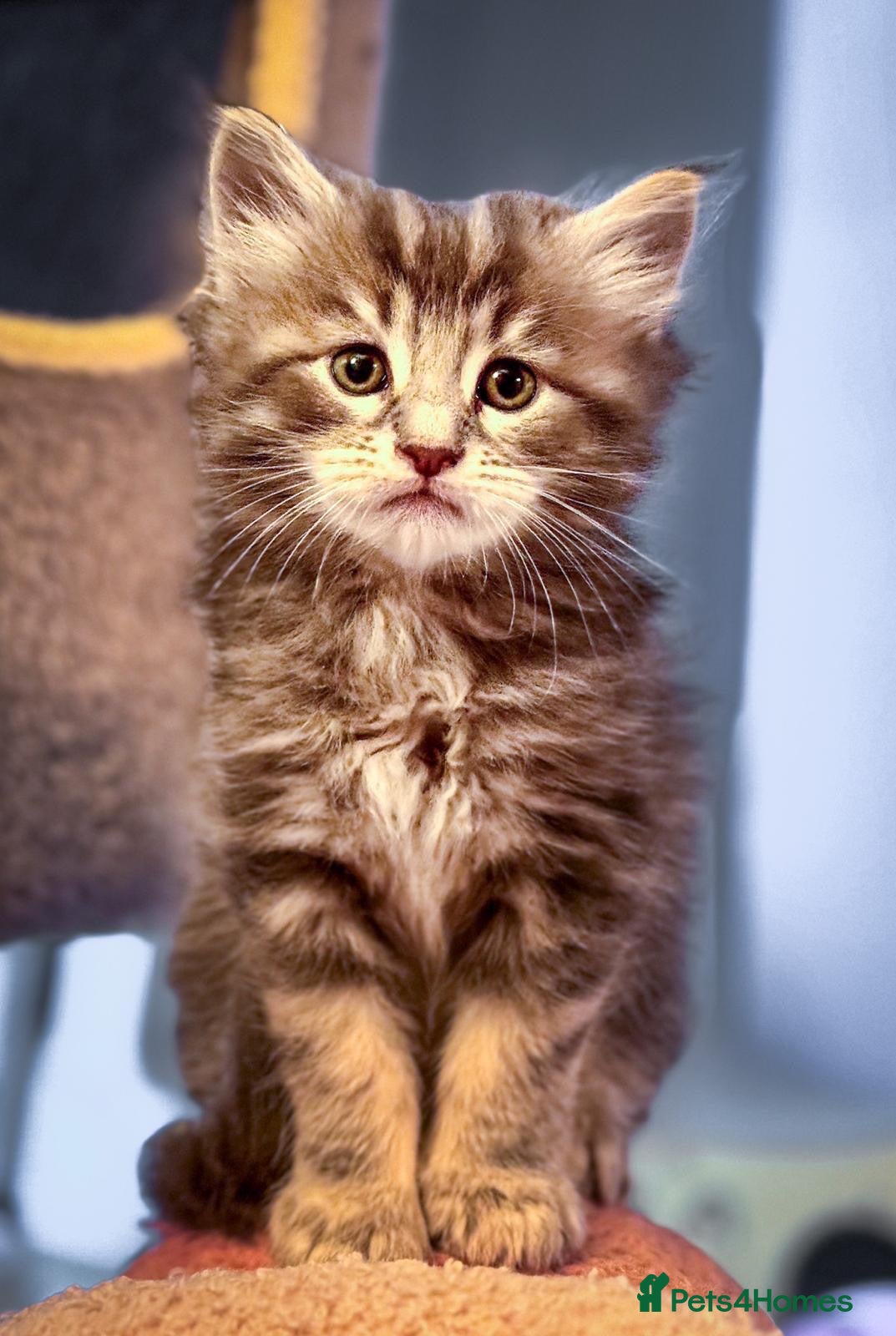 Maine Coon cats Reduced full breed Mainecoon boys ready 28th sep - Advert 20