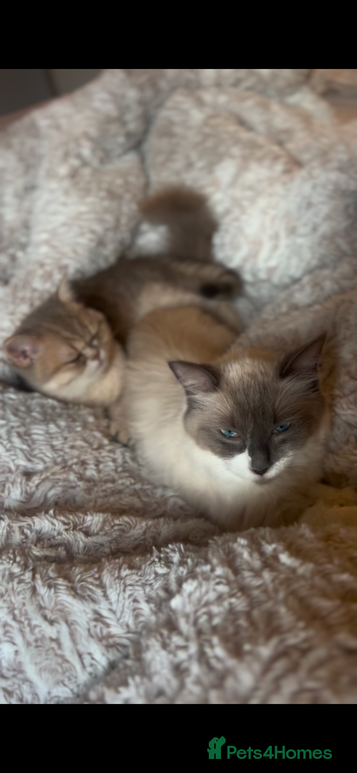 Ragdoll cats Gorgeous Ragdoll and BSH - Advert 1