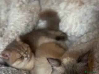 Ragdoll cats Gorgeous Ragdoll and BSH - Advert 1