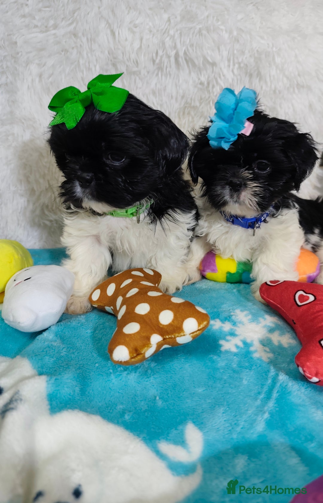 Shih Tzu dogs for sale: Shih Tzu puppies 1 boy available Redy Now!!! - Image 15
