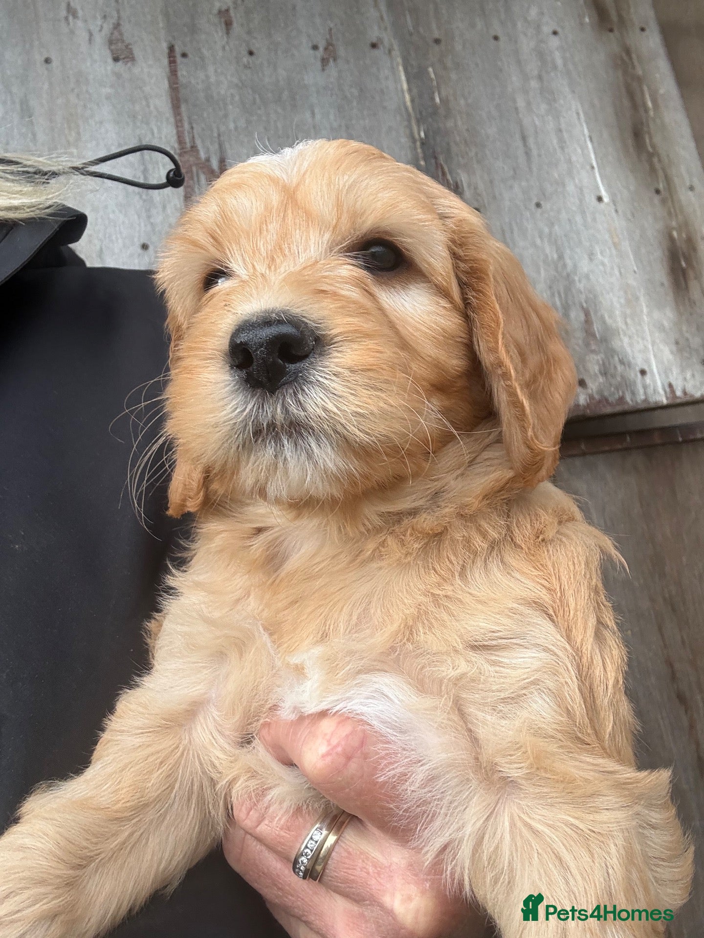 Goldendoodle dogs for sale: Stunning Doodles - Advert 17