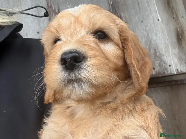 Goldendoodle dogs for sale: Stunning Doodles - Advert 17