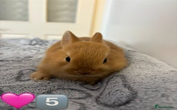 Netherland Dwarf rabbits for sale: 14 x Netherland Dwarf Bunnies 🐰🏡 🥰  - Image 12