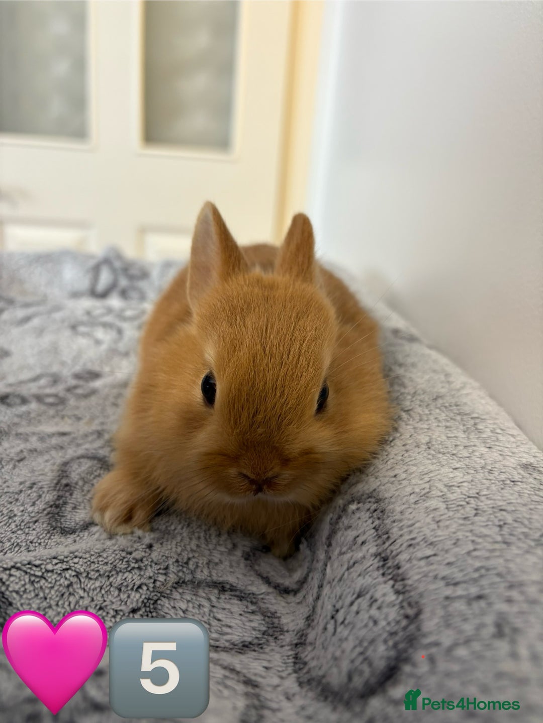 Netherland Dwarf rabbits for sale: 14 x Netherland Dwarf Bunnies 🐰🏡 🥰  - Image 12