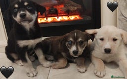 Siberian Husky dogs for sale: Husky Puppies  - Image 2