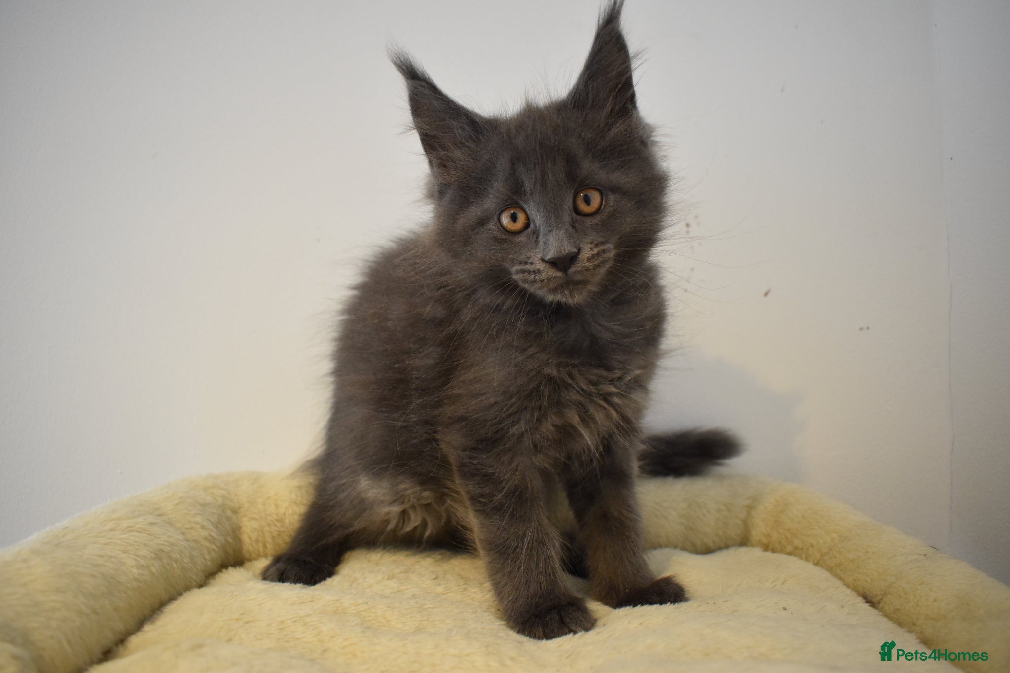 Maine Coon cats 👻😻 TICA REGISTERED Maine coon for sale👻😻 - Advert 1
