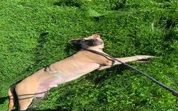Mixed Breed dogs for sale: Billie and Evie lurcher x bullmastiff  - Image 9