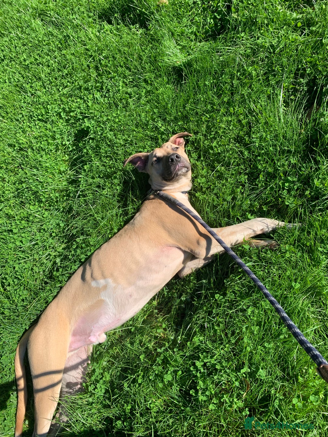 Mixed Breed dogs for sale: Billie and Evie lurcher x bullmastiff  - Image 9