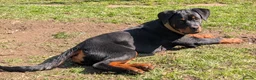 Rottweiler dogs for sale: 6 Month old Female German Rottweiler - Advert 10