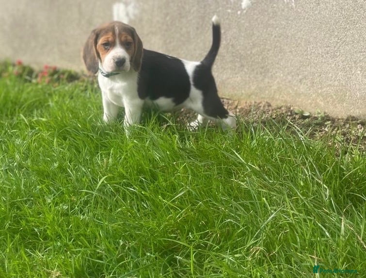 Beagle dogs Beautiful Beagle Puppies - Advert 1