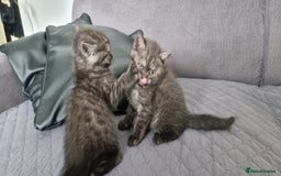 British Shorthair cats for sale: 4 British Shorthair  - Image 11