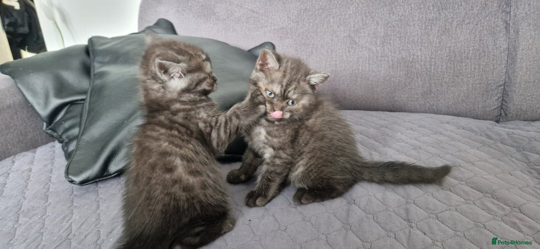 British Shorthair cats for sale: 4 British Shorthair  - Image 11