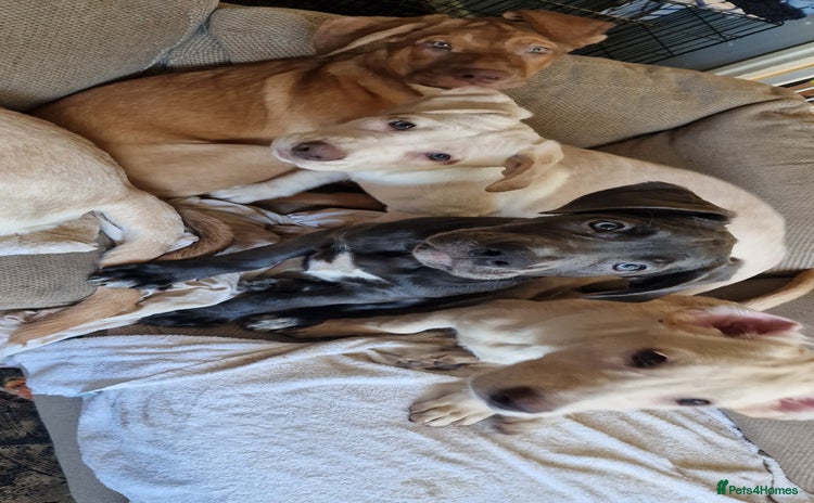 Mixed Breed dogs - Advert 4