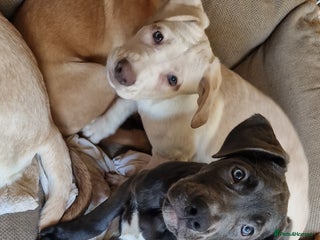 Mixed Breed dogs - Advert 15