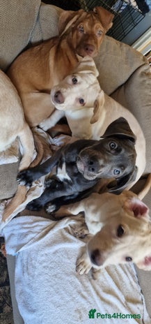 Mixed Breed dogs - Advert 3