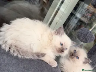 Ragdoll cats Beautiful Cuddly Purebred Kittens in Great Yarmouth - Advert 4