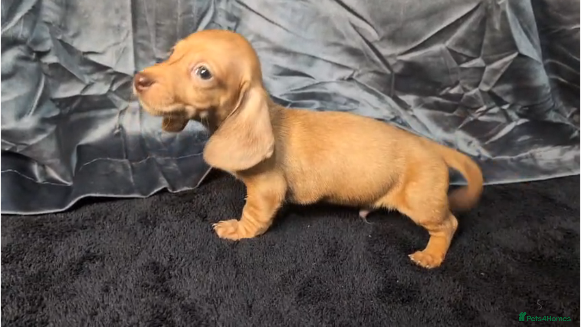 Miniature Dachshund dogs KC Reg Smooth Hair Mini Dachshund Puppies  - Advert 12