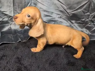 Miniature Dachshund dogs KC Reg Smooth Hair Mini Dachshund Puppies - Advert 16