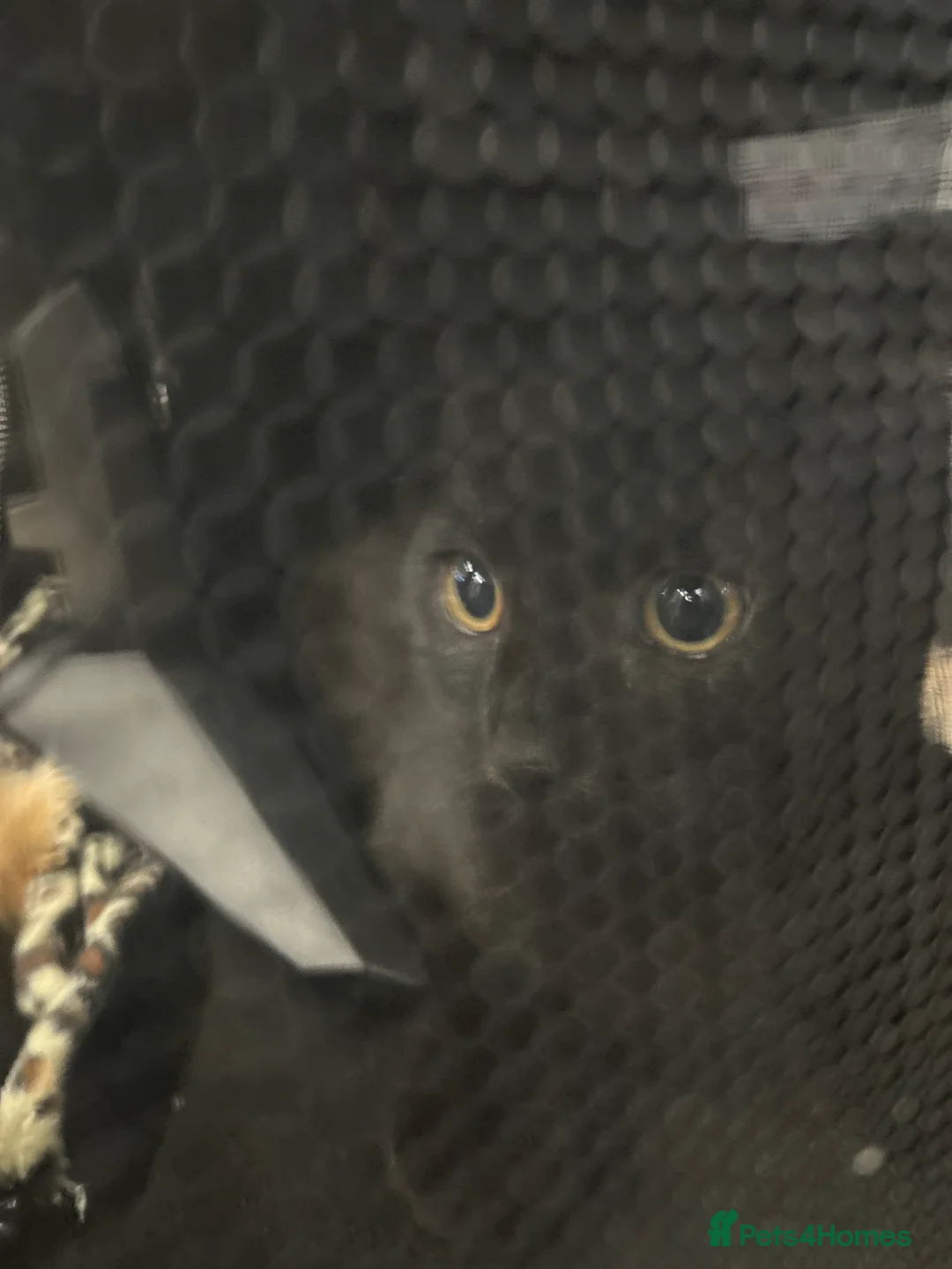 Mixed Breed cats for sale: Rosie cheeky black cat very playful - Advert 4