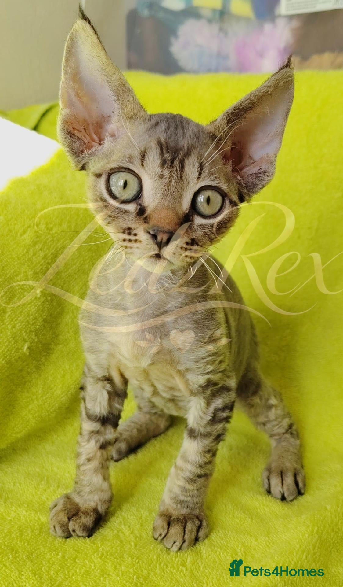 Devon Rex cats GCCF registered Devon Rex Kittens - Advert 2