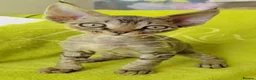 Devon Rex cats for sale: GCCF registered Devon Rex Kittens - Advert 2
