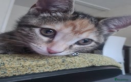 Mixed Breed cats for sale: Friendly kitten - Image 1
