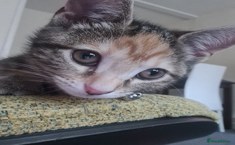Mixed Breed cats - Advert 2