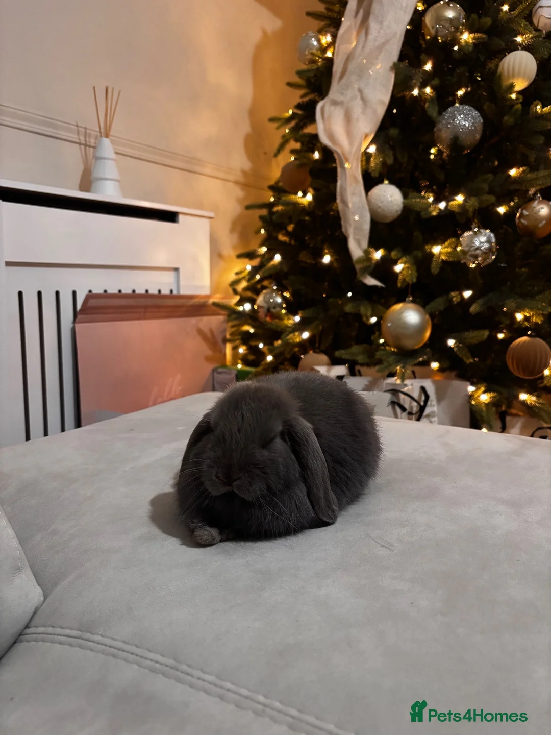 Mini Lop rabbits for sale: Bonded male and female rabbit for sale in Newton Aycliffe - Advert 2