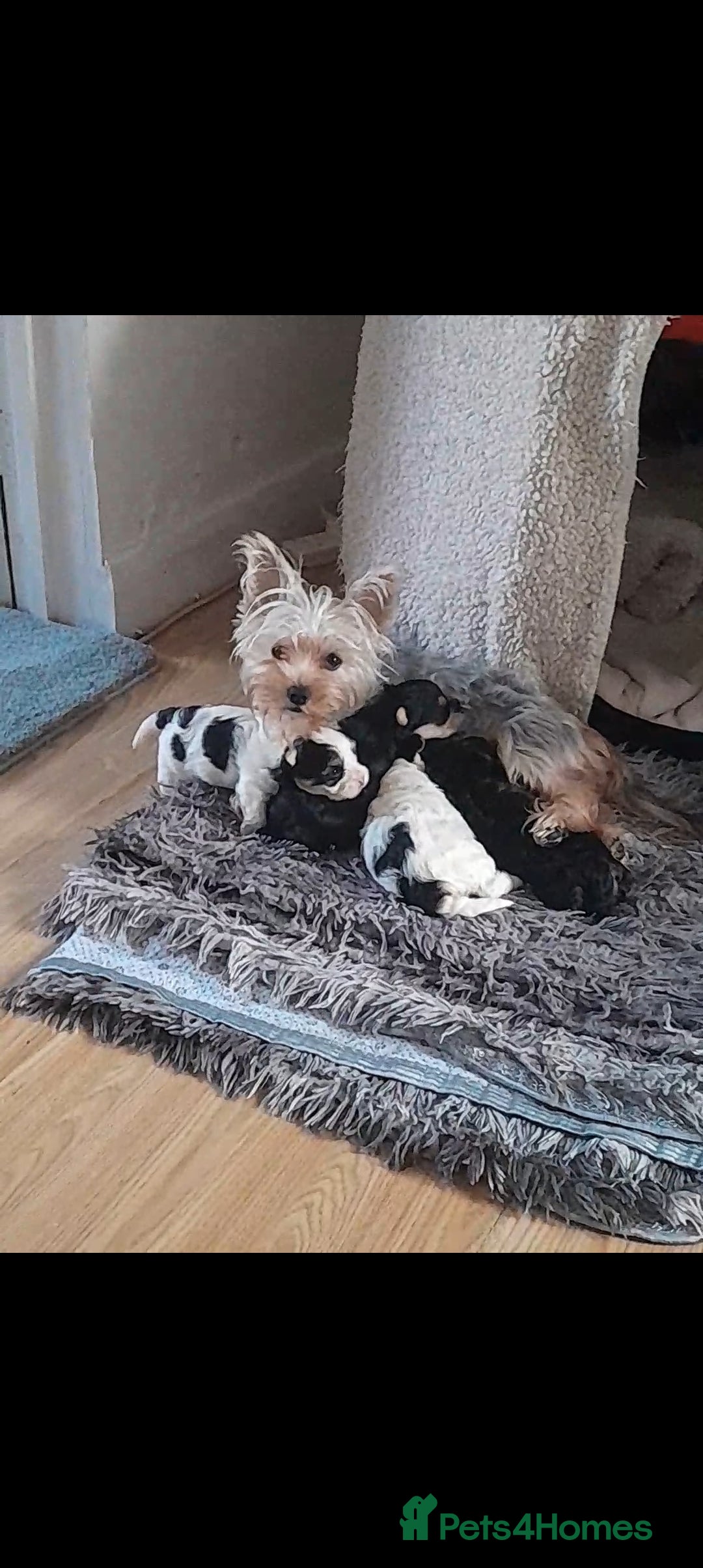 Yorkshire Terrier dogs for sale: York terrier puppy - Advert 4