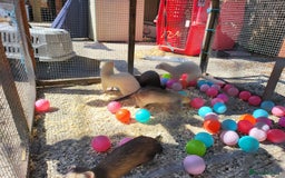 Ferret rodents for sale: Workers/ semi angoras  - Image 2