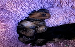Yorkshire Terrier dogs for sale: Last girl looking for forever home 🥰 - Image 23