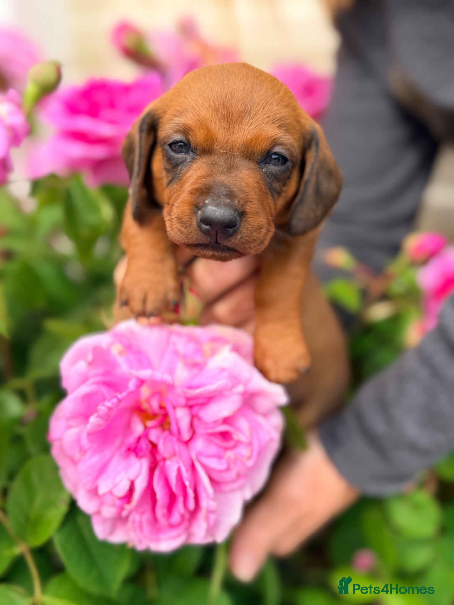 Miniature Dachshund dogs 🌈 🐾Beautiful Dachshund Rainbow Litter🐾🌈 - Advert 1