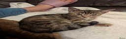 Bengal cats for sale: 😻😻 Beautiful Bengal Cross Kittens For Sale 😻😻 - Advert 19