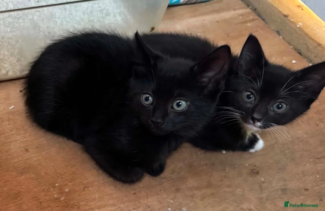 Mixed Breed cats for sale: Kittens  - Advert 2