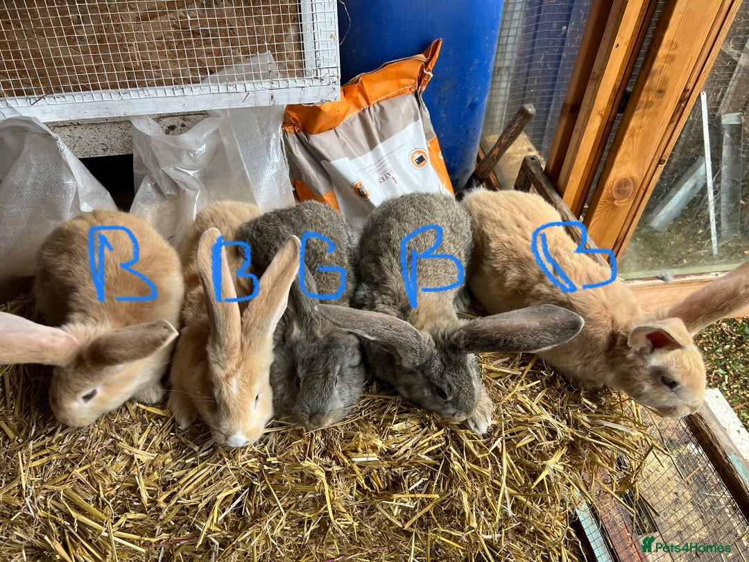 Continental Giant Rabbits Breed - Information, Temperament, Size ...