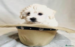 Maltese dogs for sale: ✨ Exquisite Maltese Puppies Available✨ - Advert 9