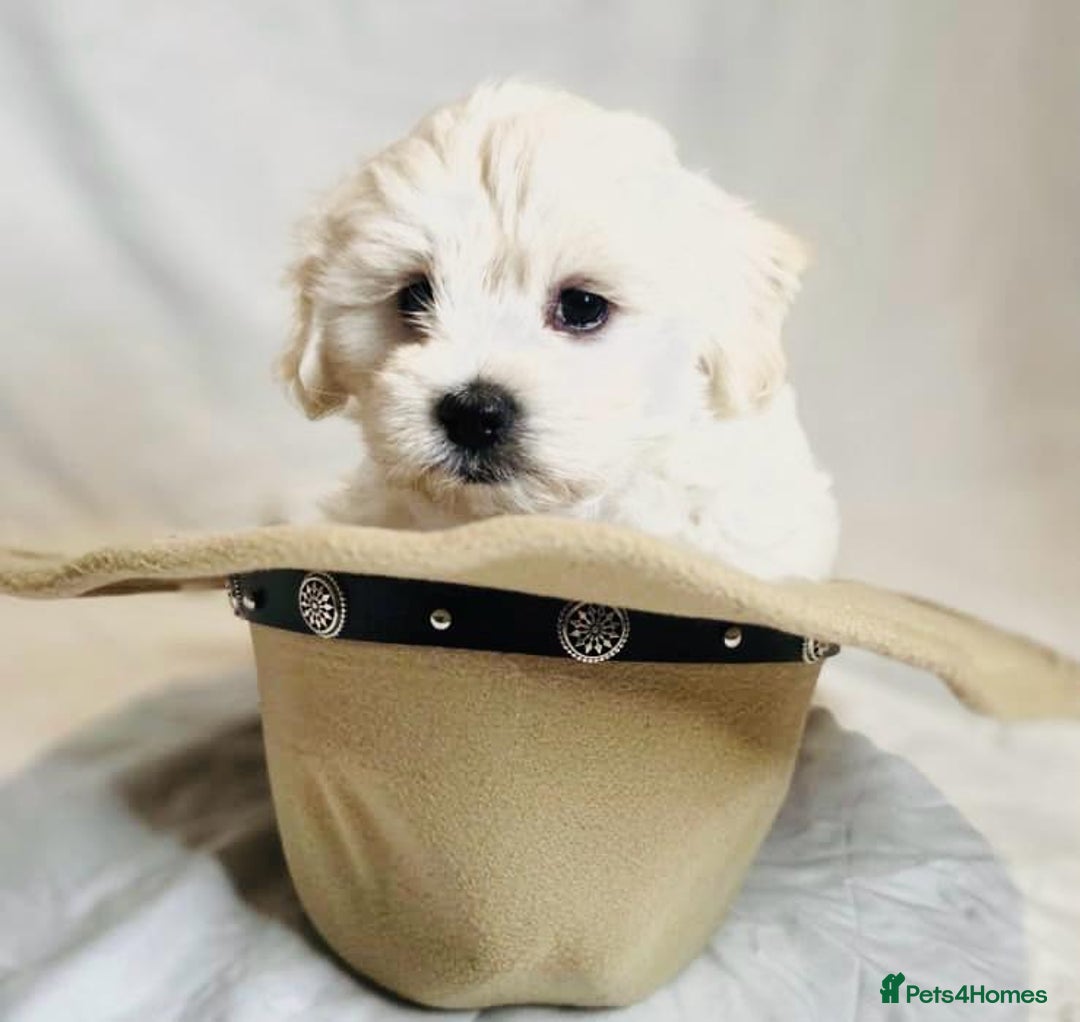 Maltese dogs for sale: ✨ Exquisite Maltese Puppies Available✨ - Advert 9