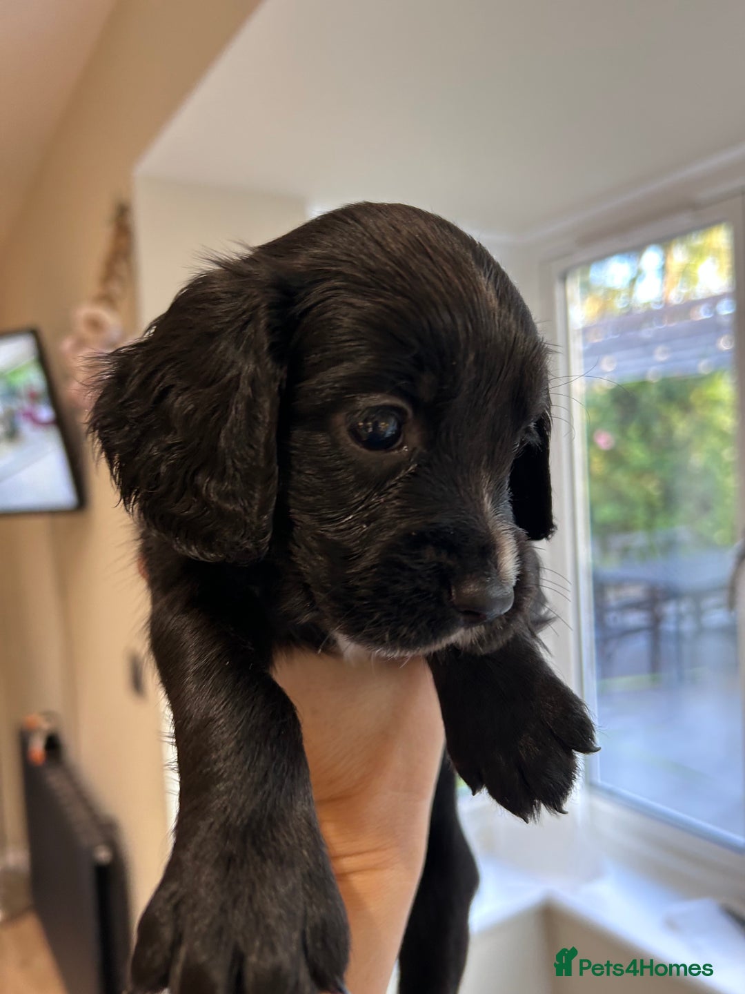 Sprocker dogs for sale: Sprocker spaniels F1 Ready 2nd October - Image 7