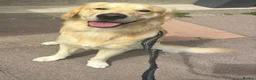 Golden Retriever dogs for stud: De niro golden boy  - Advert 8