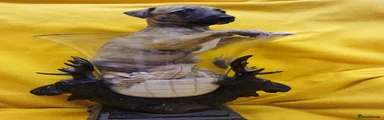 Whippet 3