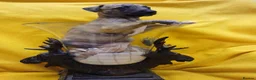 Whippet dogs for sale: Quality kc registered whippet puppies - Advert 6