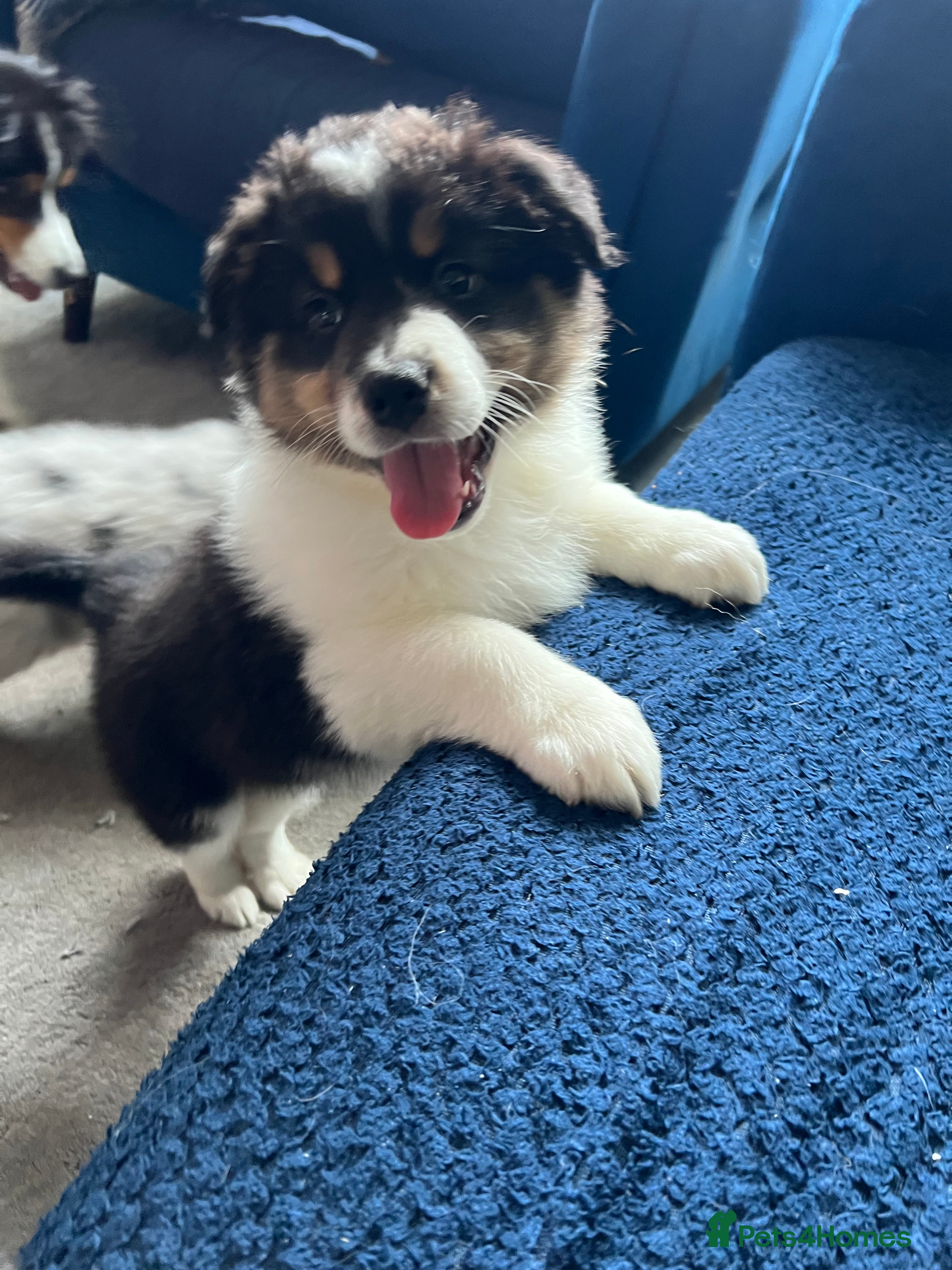 Australian Shepherd dogs for sale: Australian shepherd puppies - Advert 8