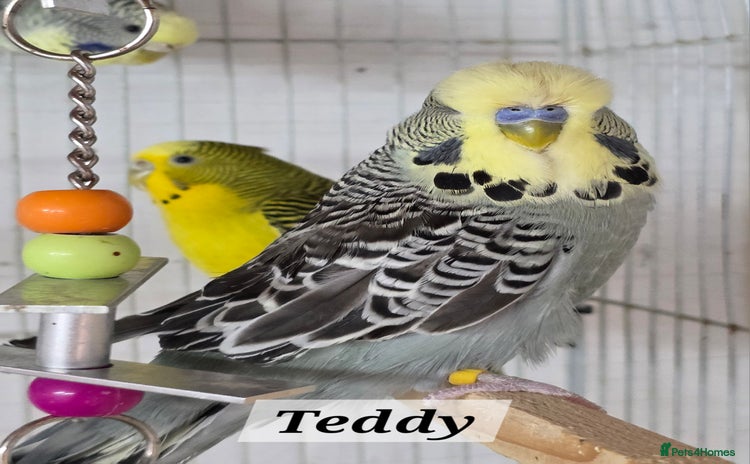 Budgerigars birds - Advert 1