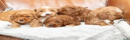 Goldendoodle dogs for sale: WAITING LIST- Australian Labradoodle RED&White TUX - Advert 2