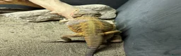 Bearded Dragon reptiles for sale: Adult bearded dragon RTB - Advert 5