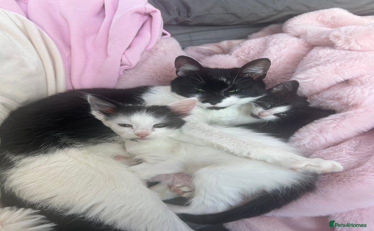 Mixed Breed cats - Advert 3
