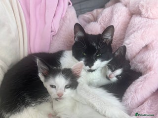 Mixed Breed cats - Advert 18