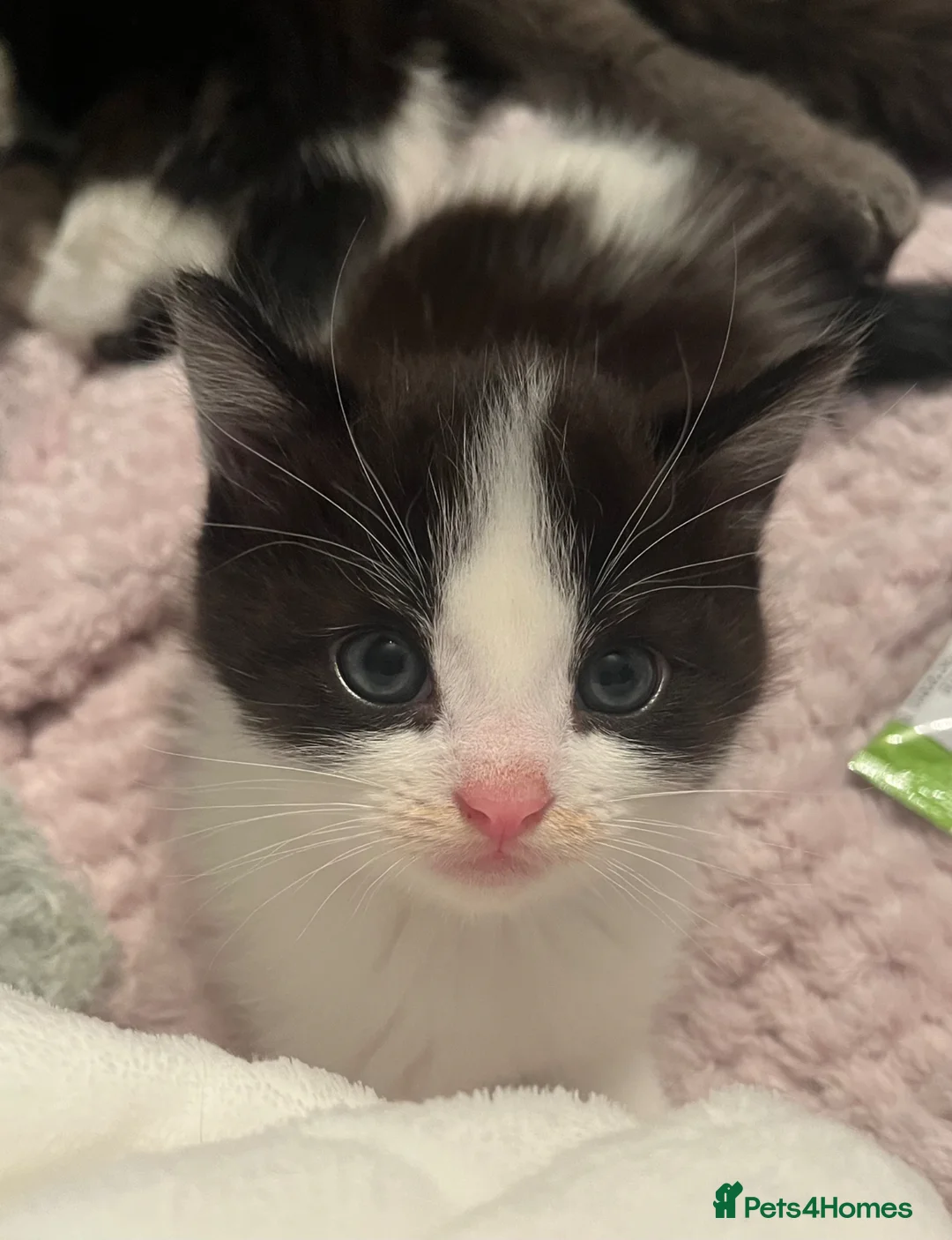 British Shorthair cats for sale: 3 beautiful shorthair kittens for sale in Welwyn Garden City - Advert 2