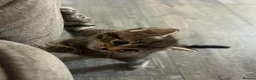 Domestic Shorthair cats for sale: 3 kittens for sale - Advert 12